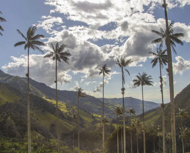 Palmas de cera y montañas verdes en el Valle del Cocora