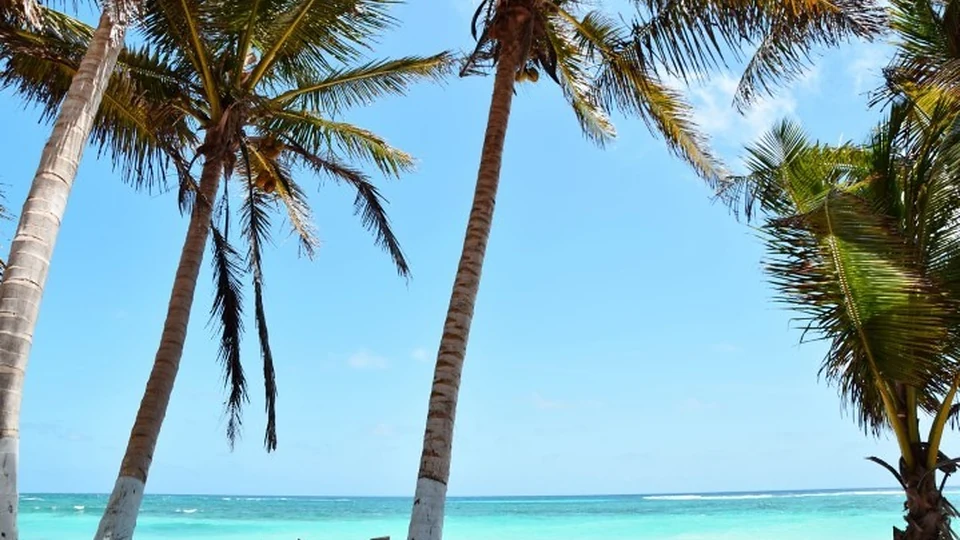 Palmeras y mar azul en la playa Spratt Bight de San Andrés