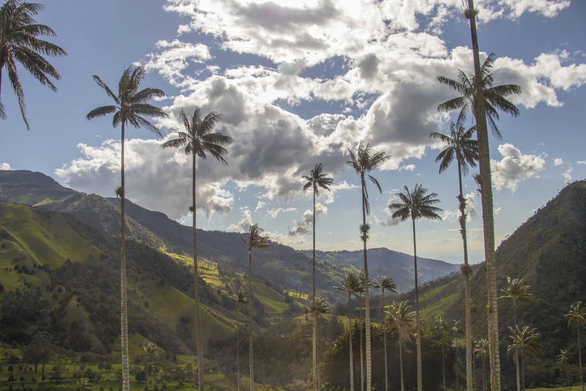 Palmas de cera y montañas verdes en el Valle del Cocora, Colombia