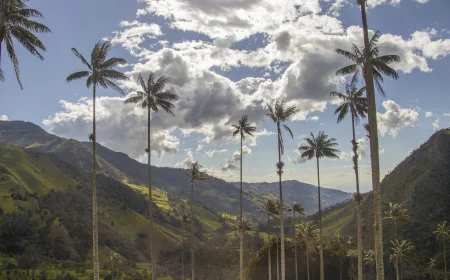Palmas de cera y montañas verdes en el Valle del Cocora, Colombia